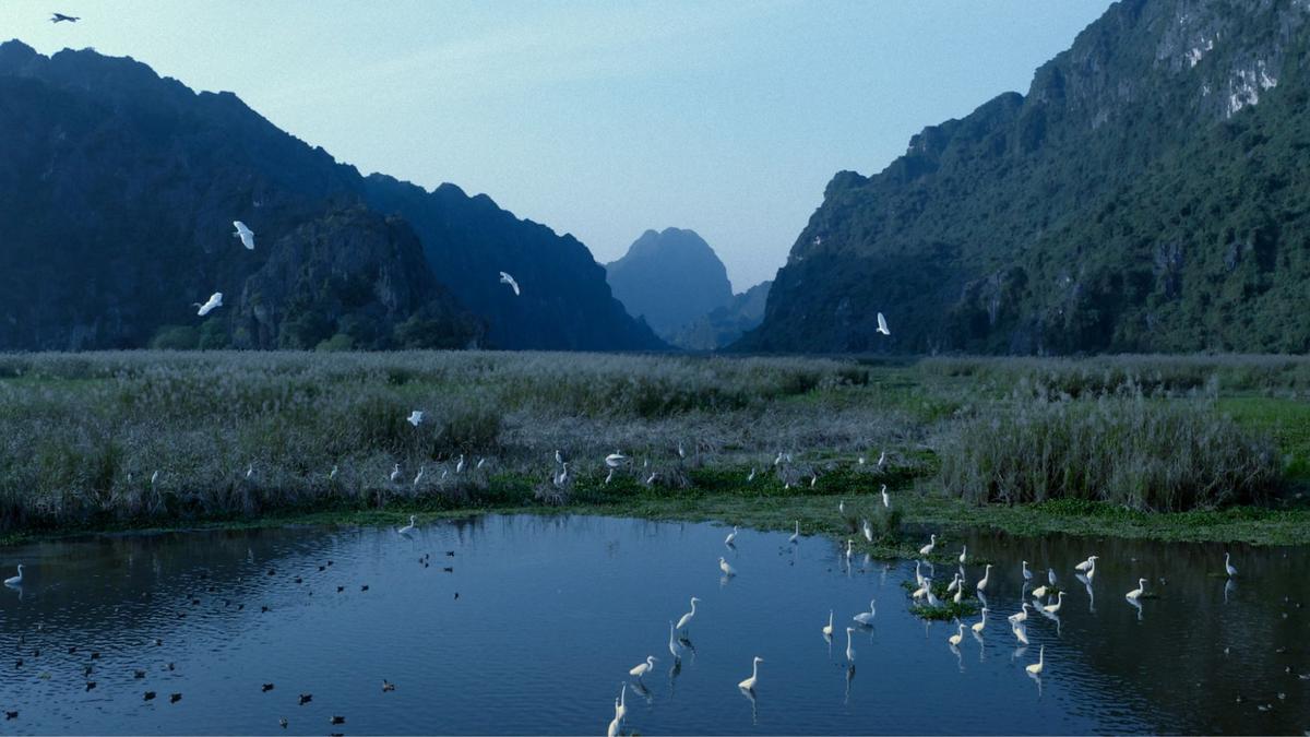 Phim tài liệu Việt đến Harvard: Một cuộc hạnh ngộ của những tâm hồn xa xứ