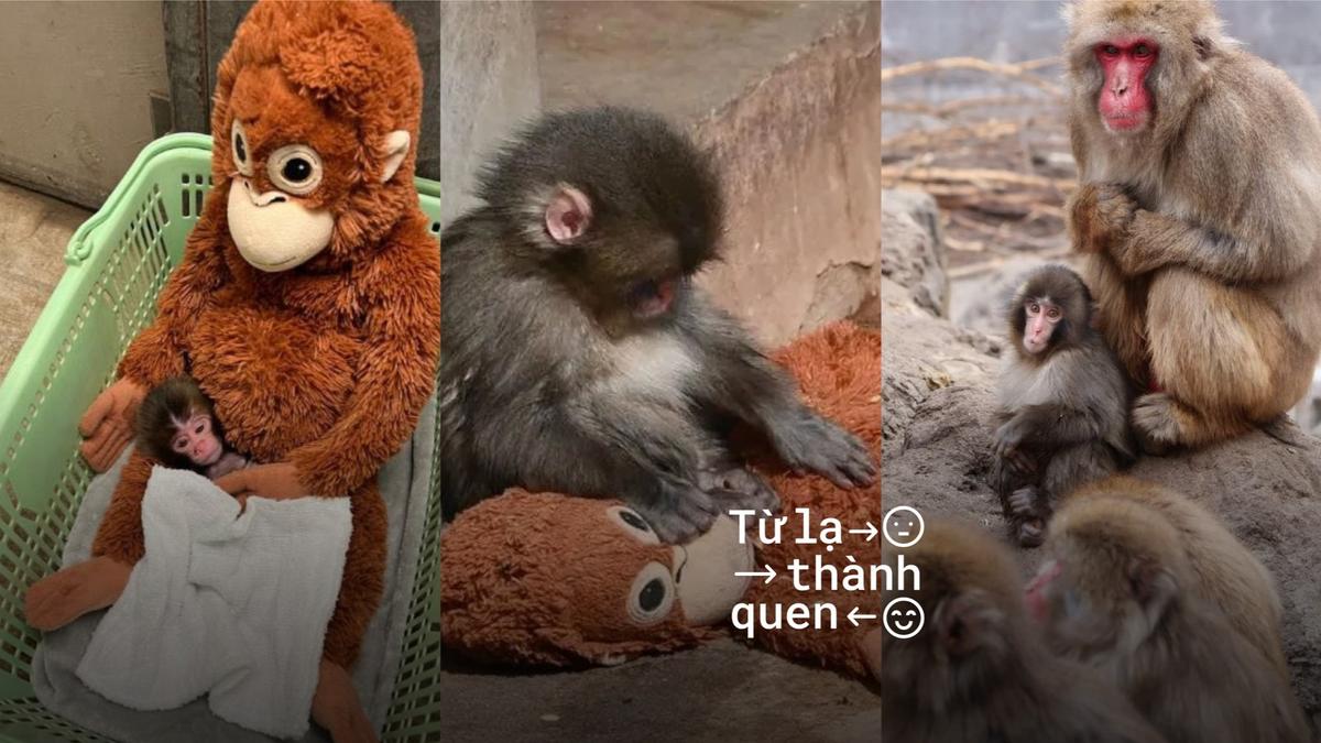 Khỉ Punch và 4 thuật ngữ giúp bạn hiểu được hành trình tái hòa nhập đàn ở loài linh trưởng