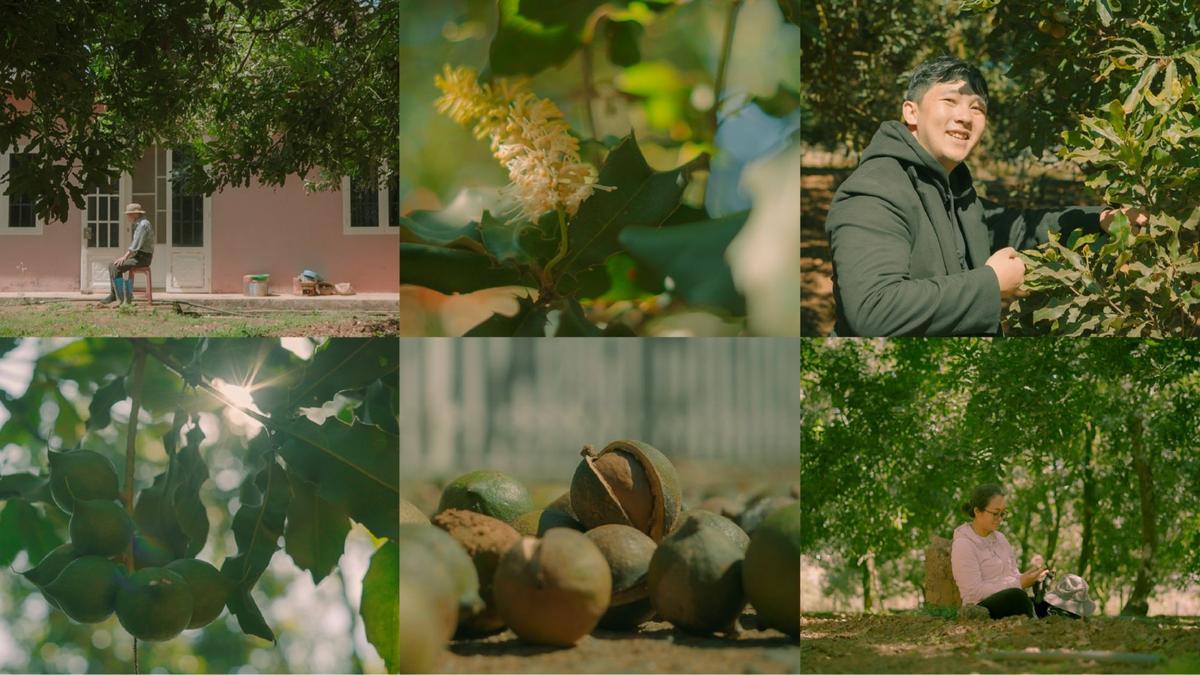 Maca Đại Việt: "Nông dân 4.0" số hóa niềm tin để gìn giữ di sản trên đất sỏi