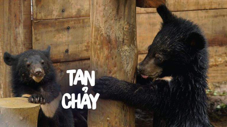 Nguồn: Cơ sở bảo tồn gấu Ninh Bình