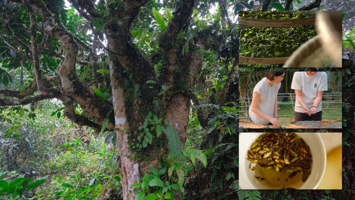 In Ha Giang, 300-Year-Old Tea Trees Have Been Waiting To Be Seen
