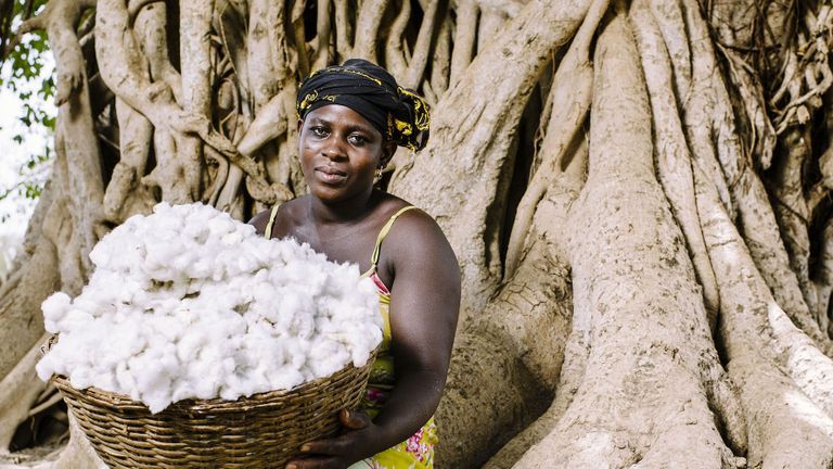 Cotton — Bài toán đạo đức của ngành công nghiệp thời trang