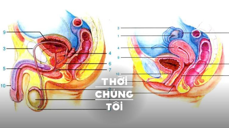 7749 Chuyện khôi hài về giáo dục giới tính cách đây 2 thập kỷ