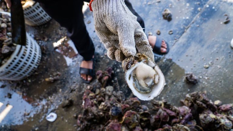 Don't Throw Away The Oyster Shell