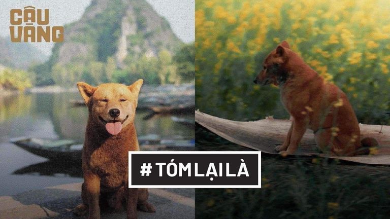 Tóm Lại Là: Khi động vật làm diễn viên