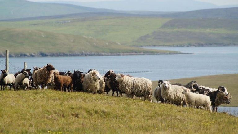 Vispring: The World’s First Supplier Of Luxury Shetland Wool Beds