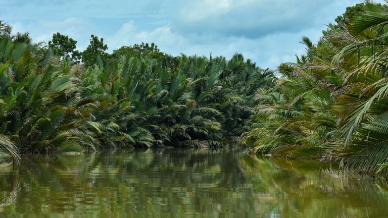 A wild nipa palm Mangrove in Can Gio District, Vietnam. | Source : Shutterstock