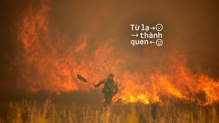 Nguồn: New York Times