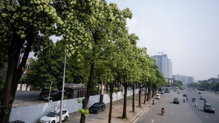 Hanoi’s blackboard tree (locally known as hoa sữa). | Source: Cafe F