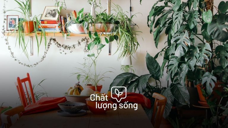 5 Kênh YouTube trồng cây giúp biến căn nhà thành khu rừng