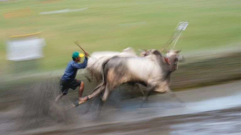 Bay Nui Ox Racing: Racing Through Tradition In The Mekong