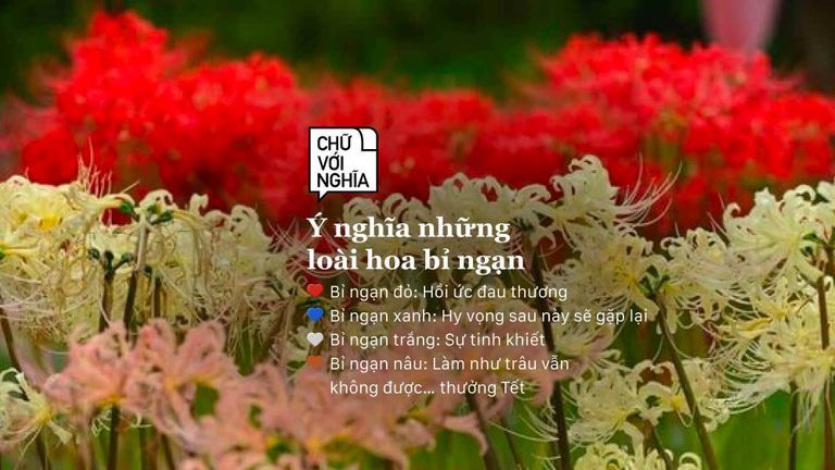 “Ý nghĩa những loài hoa bỉ ngạn”