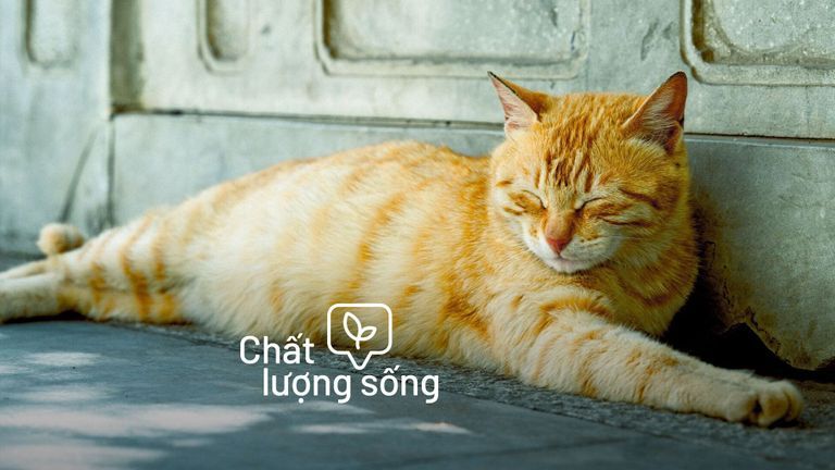 Nguồn: Ryanniel Masucol/Pexels