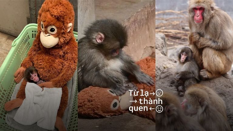 Khỉ Punch và 4 thuật ngữ giúp bạn hiểu được hành trình tái hòa nhập đàn ở loài linh trưởng