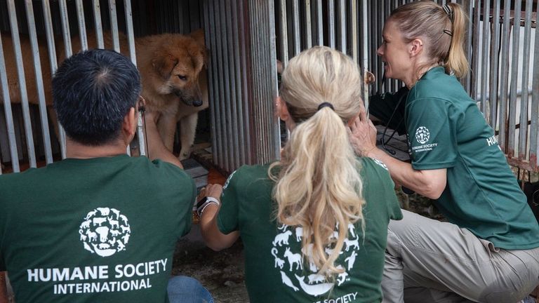 Thanks to HSI and Mr. Hiep’s ability to turnaround, 18 dogs found alive at the property were rescued, and thousands more will be spared from the cruelty of humans. | Source: HSI