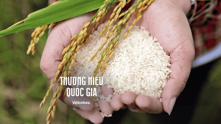 Hạt gạo Việt: Từ cánh đồng làng đến thương hiệu đại diện đất nước