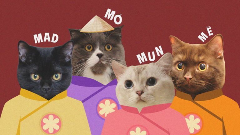 Làm “con sen” chăm mèo, thật ra là học được cách chăm mình