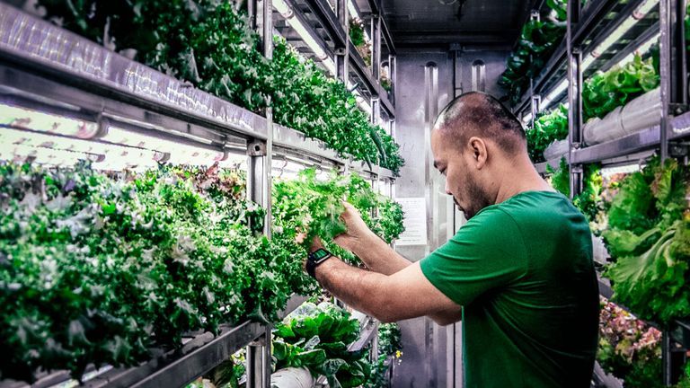 Indoor Farming In Vietnam: From Shipping Container To Consumer