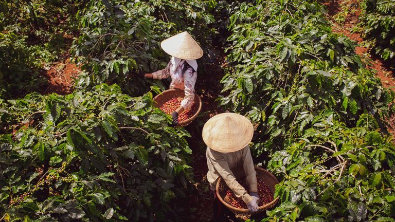 Hoi An Roastery: Bringing Expertly Crafted Fresh Coffee To Hoi An