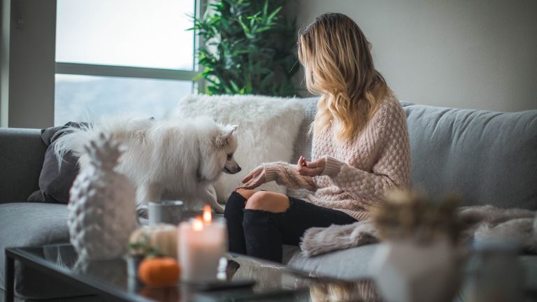 Tips giúp các chú chó thành thị vượt qua mùa cách ly xã hội