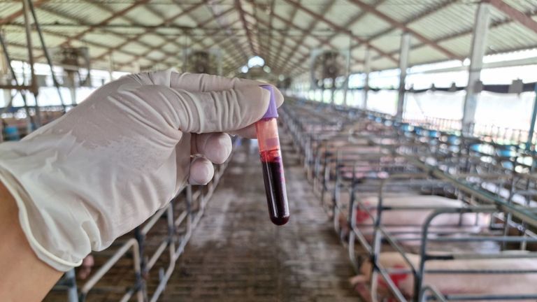 Vietnam To Start Inoculating Homegrown African Swine Fever Vaccine This Month