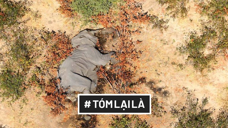 Tóm Lại Là: Hàng trăm chú voi đột tử — Đòn giáng xuống nỗ lực bảo tồn voi tại châu Phi