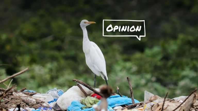 Động vật tìm kiếm thức ăn tại bãi rác. Nguồn: Unsplah
