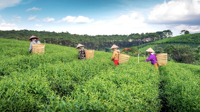 Vietnam’s economy broke into the moderately free category this year for the first time. | Source: Pexels