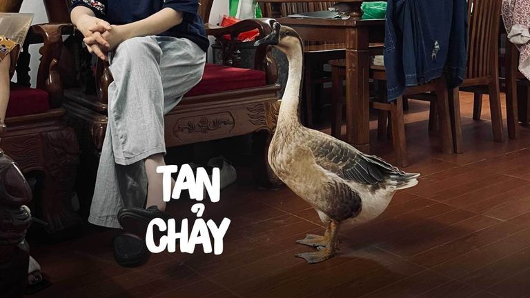 Nguồn: Vũ Hoàng Long
