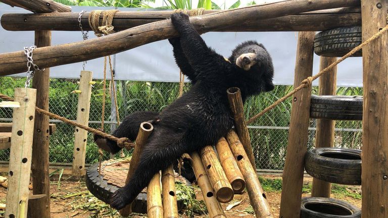 FOUR PAWS organized a petition for the people, both in Vietnam and outside, to sign in pressuring the government, especially in Hanoi, to completely end bear farming. | Source: FOUR PAWS
