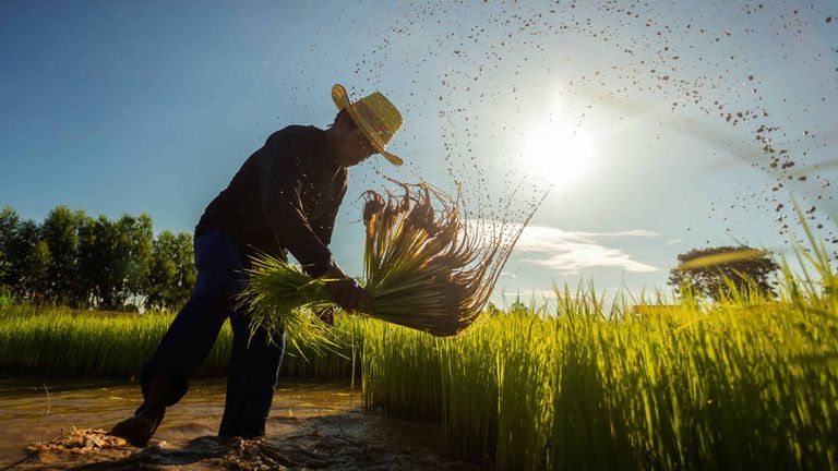 From Rice To Shrimp Farming: How Vietnamese Farmers Are Trying To Survive Climate Change