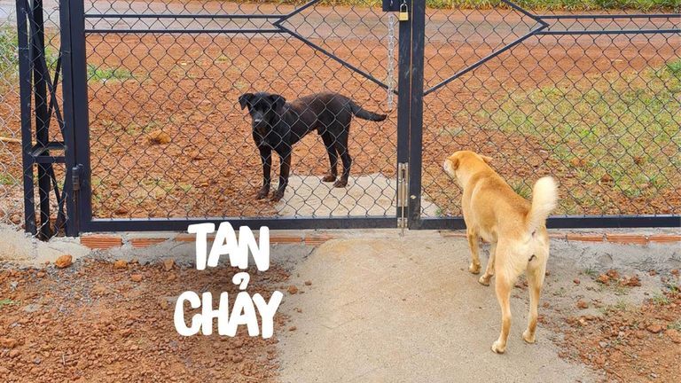 "Bé cún nhà mình ngày nào cũng có mấy thanh niên đến tán"