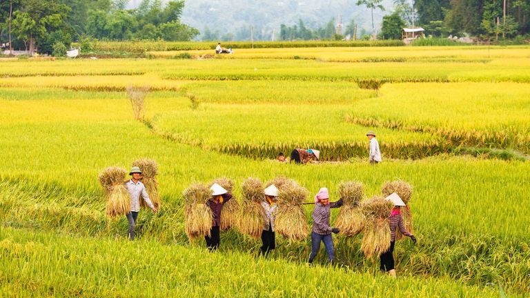 External Demand Boosting Vietnam, ASEAN Growth