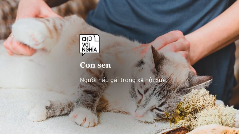 Con sen là gì?