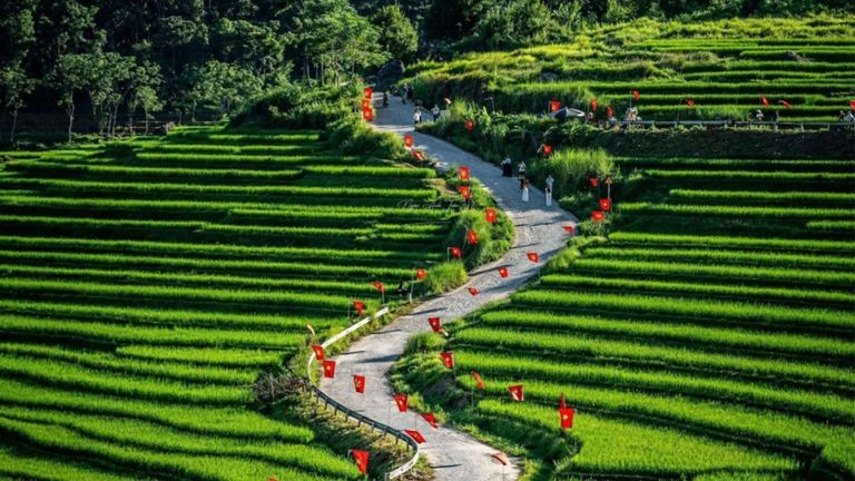 Pù Luông’s flag-lined roads wind through terraced rice fields, which turn golden during the September–October harvest season. | Source: Tuoi Tre News