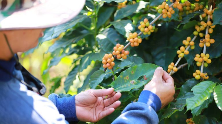 Coffee farmer inspects a damaged plant. | Source: Shutterstock