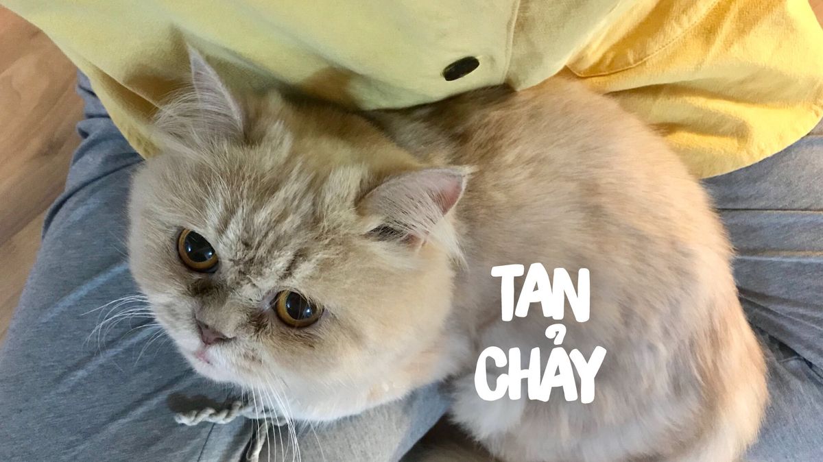 Nguồn: My Nguyễn