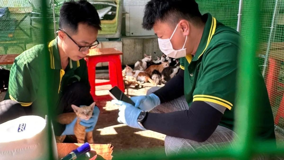 Saigon's 160-Year-Old Zoo Stepped In To Help 400 Stolen Cats Find Their Way Home, And The City Loves It