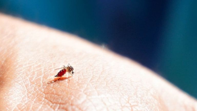 At this time, Vietnam is not the only country facing dengue virus issues. | Source: World Mosquito Program