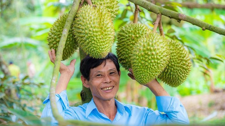 Durians are China’s most valuable fresh fruit import. | Source: Shutterstock