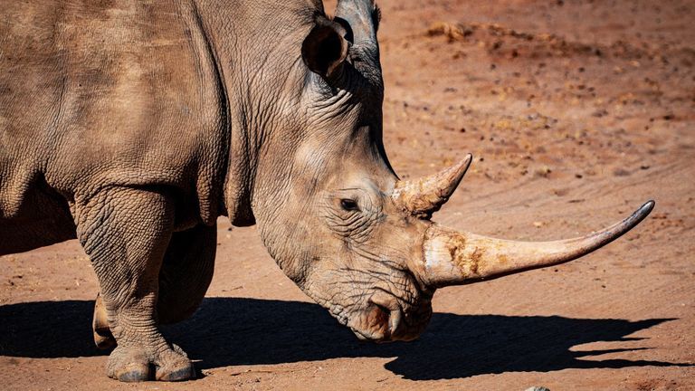 “When I Grow Up, I Want To Protect Rhinos”: An Emotional Plea To Stop Wildlife Trafficking