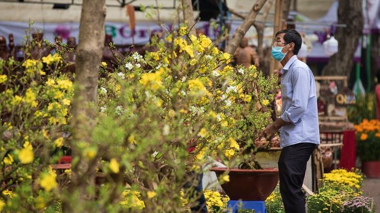 Every Tet holiday, merchants display apricot trees hoping to attract potential customers. | Source: Shutterstock