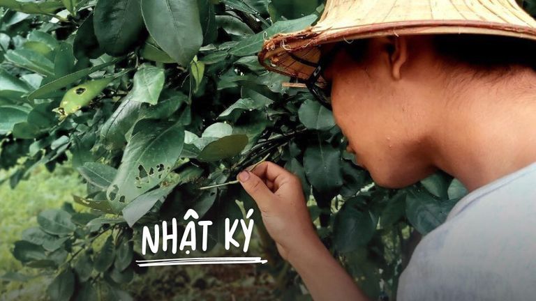 Gap year để về vườn... làm nông