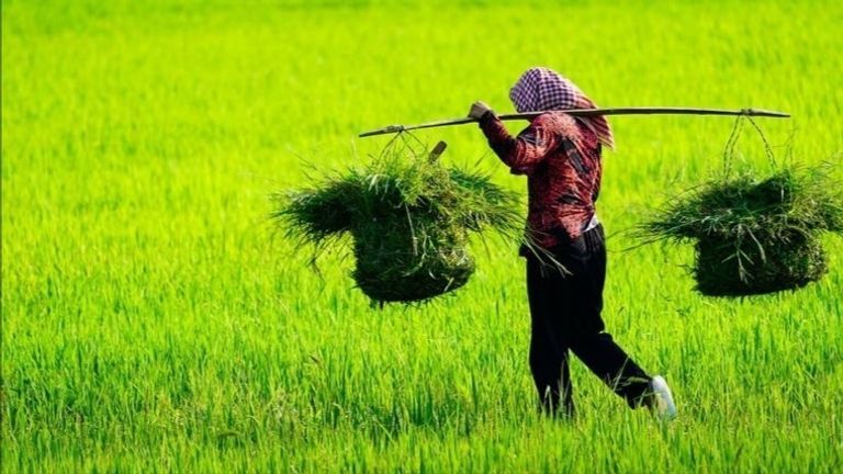 Vietnam Becomes Singapore’s Top Rice Supplier Amid Price Surge