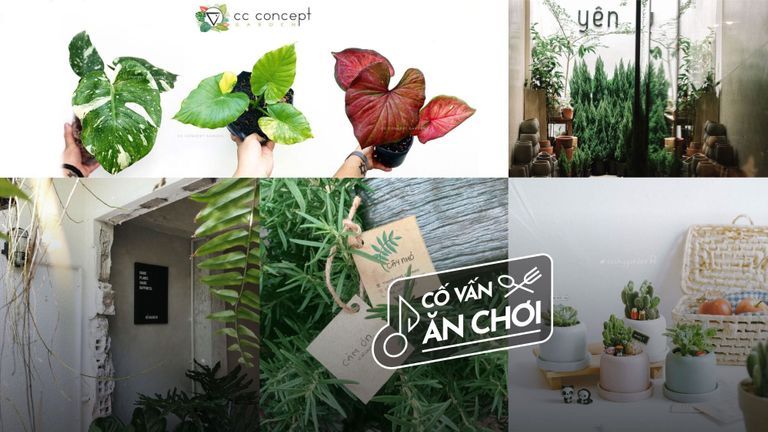 5 Tiệm cây quanh Sài Gòn cho dân chơi hệ thiên nhiên