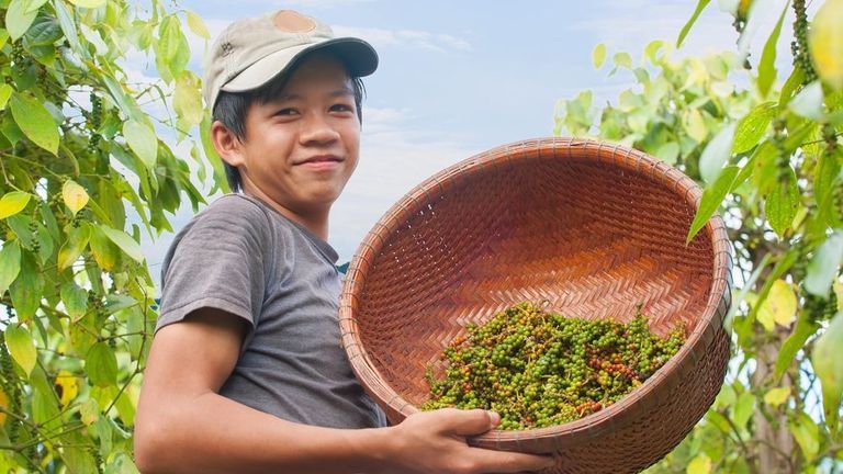 Vietnam’s pepper is peppery as pepper should be. Source: Shutterstock