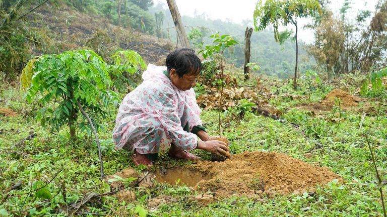 VARS Reforestation Featured Image