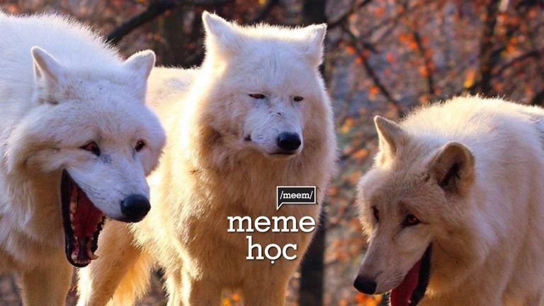 meme học: ba con sói
