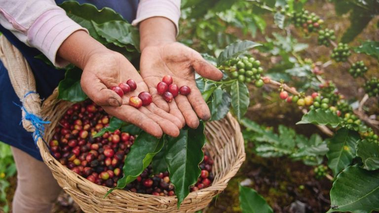 Source: Helena Coffee Vietnam