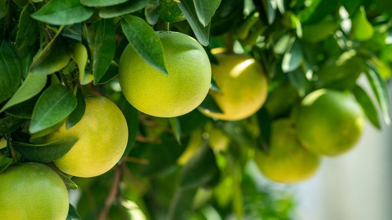 Pomelo fruits | Source: Unsplash